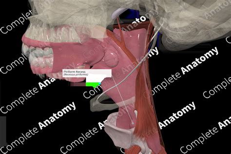 Piriform recess